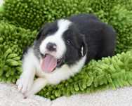 Piesek Border Collie ZKwP / FCI czarno biały