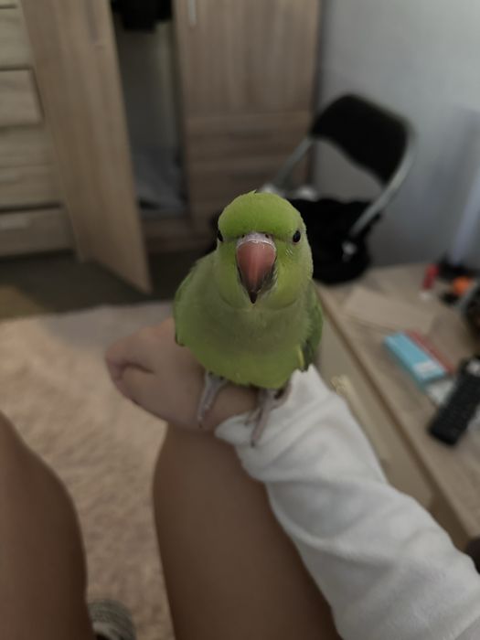 Ring Neck menos de 1 ano