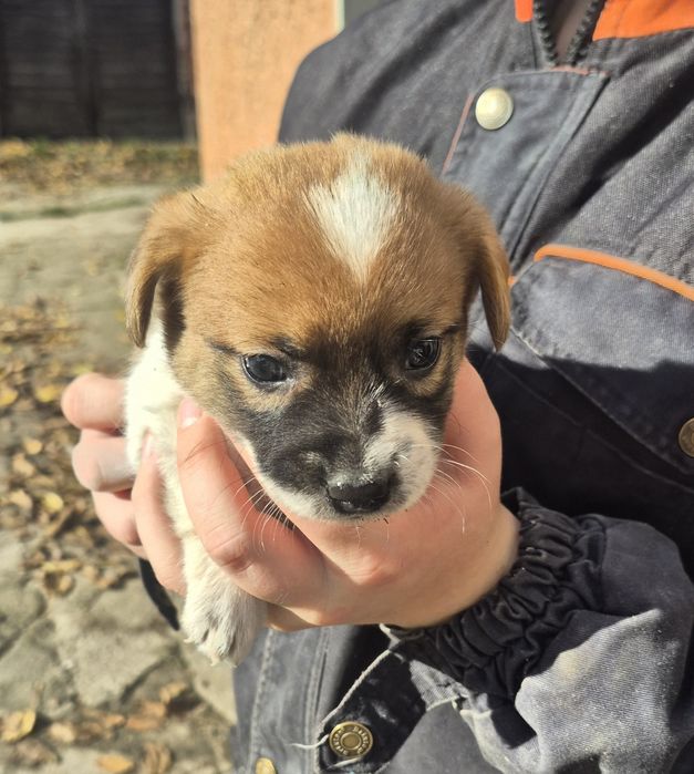 Oddam w dobre ręce szczeniaki