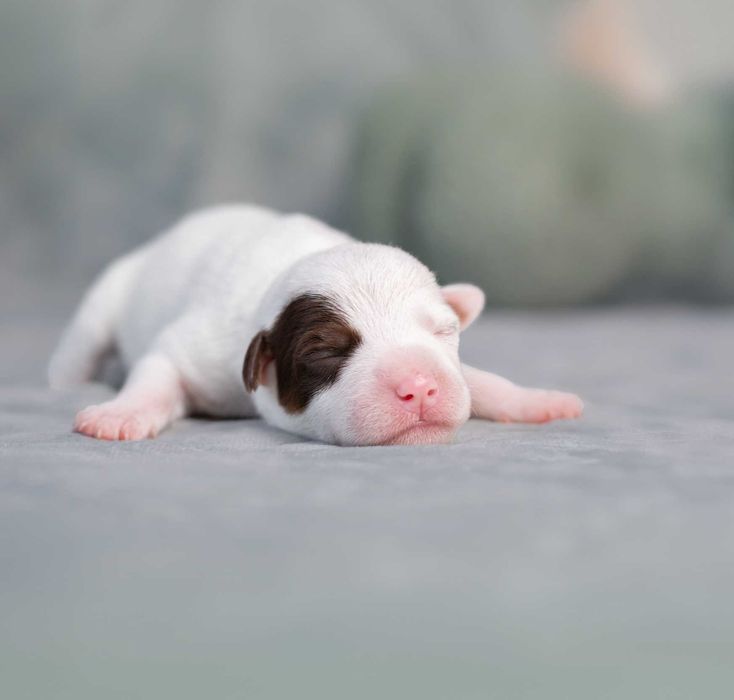 Parson Russell Terrier - ZKwP/FCI