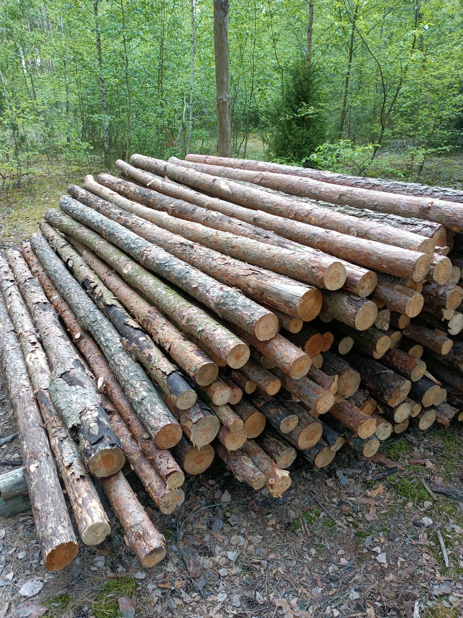 Stemple budowlane, sosnowe, 3 metrowe, nieużywane. Słupki ogrodzeniowe