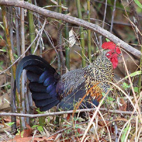 Gallus Sonneratii