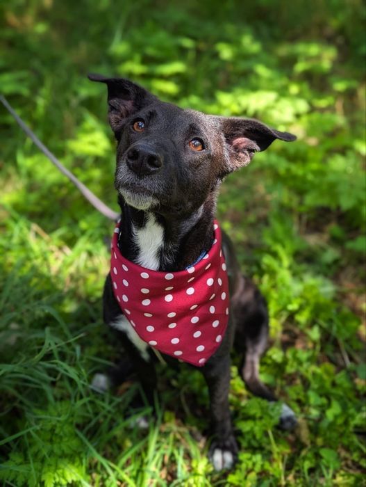 Коротколапа КРІС. (2.5 роки) (13кг)