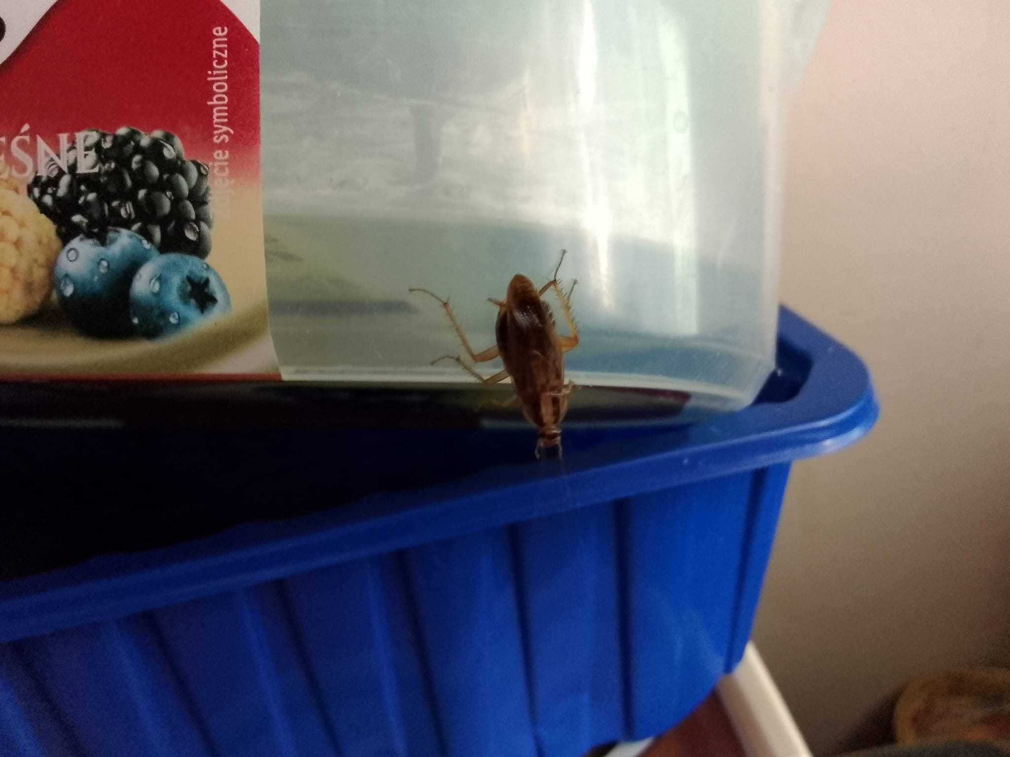 Dezynfekcja Dezynsekcja Deratyzacja Ozonowanie ZZ insektoff