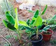 Vendo bananeiras oriundas de Angola variedade muito rara em Portugal