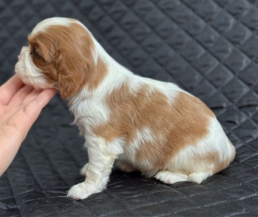 Cavalier King Charles Spaniel FCI chłopiec szczenięta