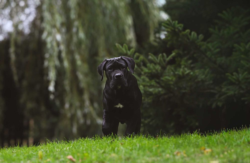 Cane Corso – Czarny książę FCI