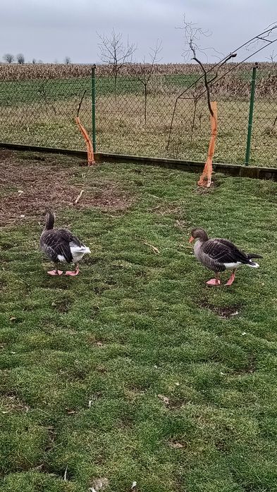 Gęsi gęgawy 2x2021r i 2x2022r