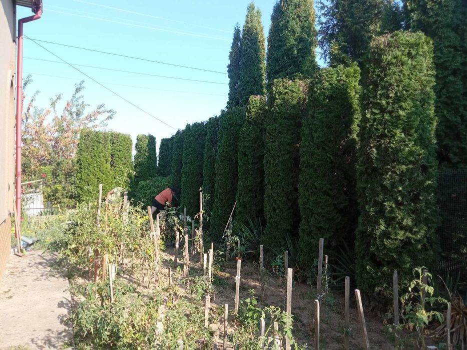 Стрижка чистка туй ялівців