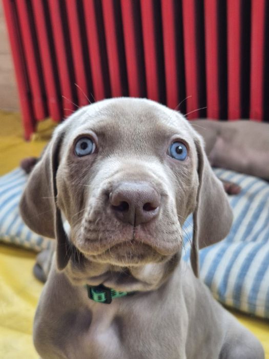 Samiec Szczenię wyżła weimarskiego krótkowłosego