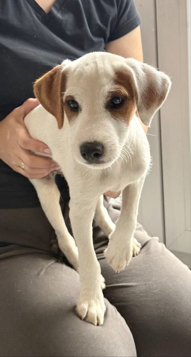 Parson Russell Terrier Rodzice FCI gotowy do odbioru