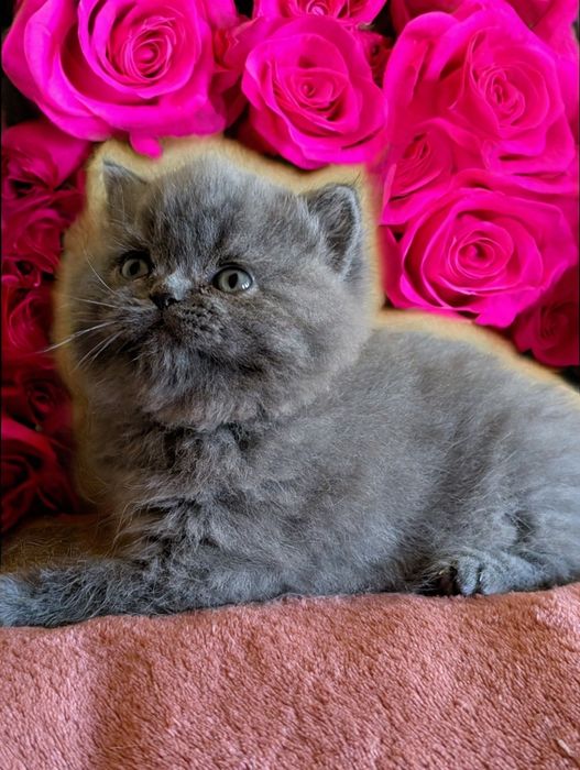 Kotka  Brytyjska Niebieska