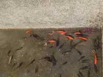 Vendo peixe de lago