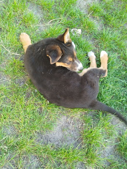 Метис вівчарки дівчинка
