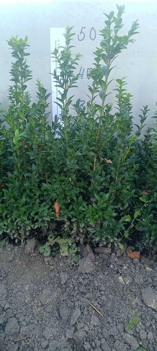 самшит, є різні розміри