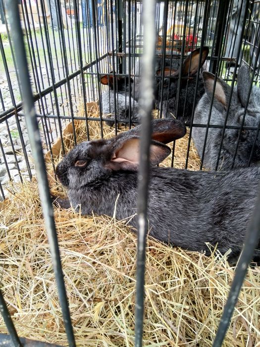 Полтавське срібло