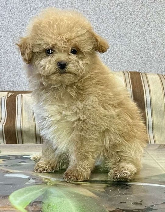 Малыш мальтипу 2,5 месяца.