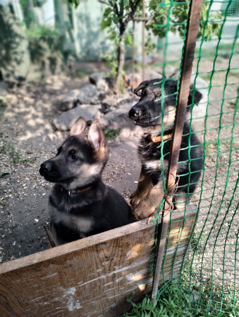 Цуценята німецької вівчарки