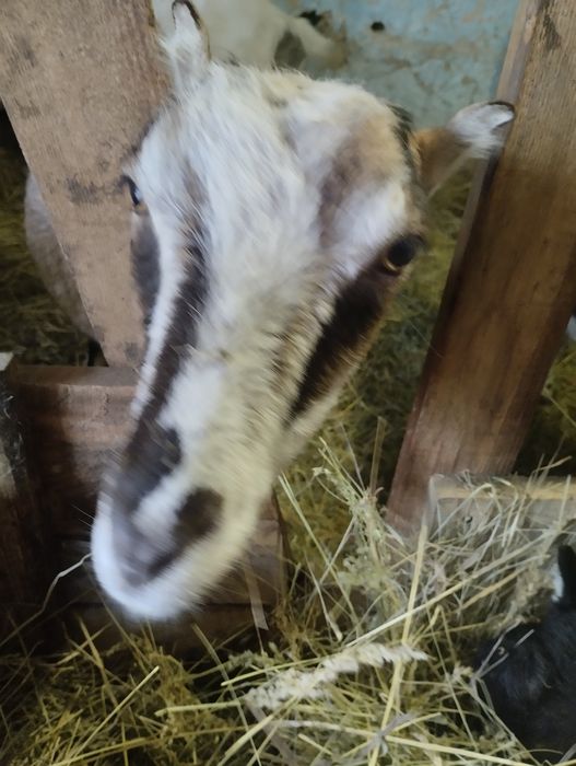 Коза дійна 2 роки