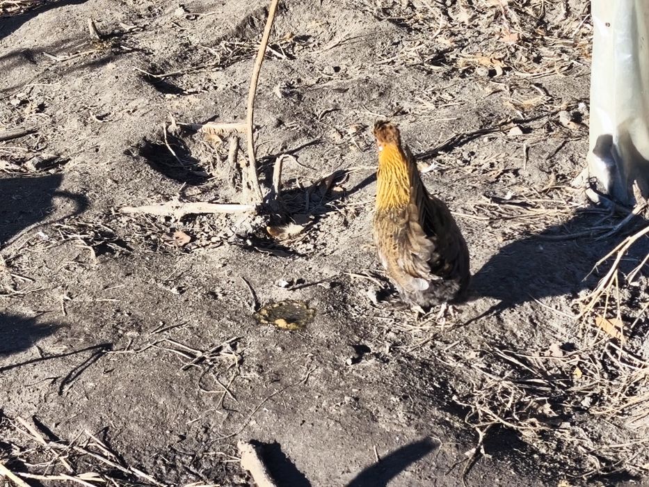 Liliputy ciemne para