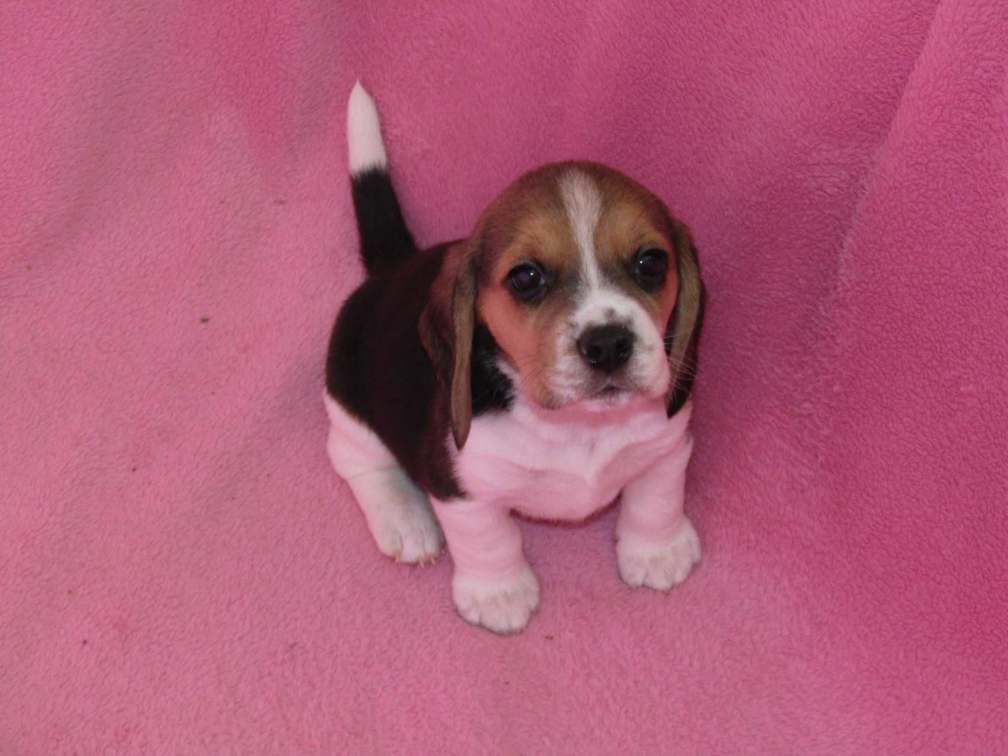 Fêmea Beagle Tricolor com LOP/Pedigree/Afixo