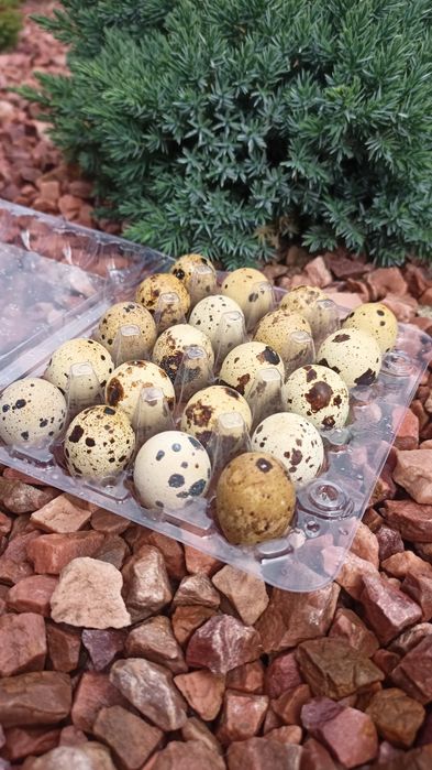 Перепілка, інкубаційне яйце перепілки