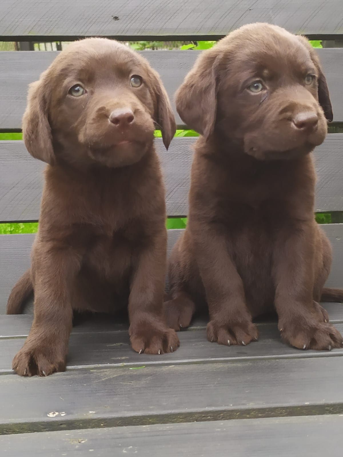 Labrador retriever