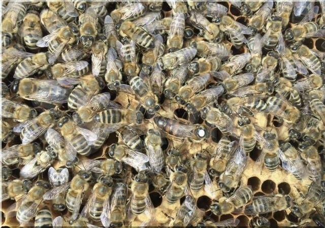 Продуктивні бджоломатки Карника Пешец (Ганс Пешец, F1) бджоли