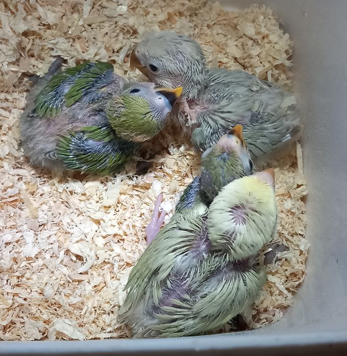 Roseicollis criar à mão