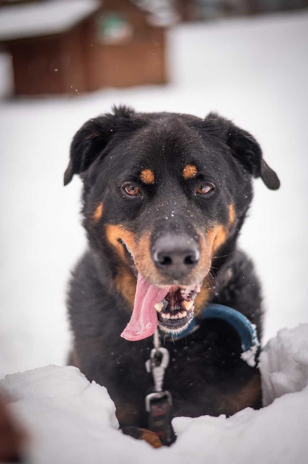 Rottweiler ALEX szuka kochającego domu!