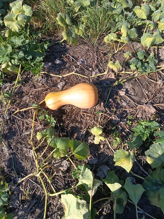 Гарбуз солодкий для їжи