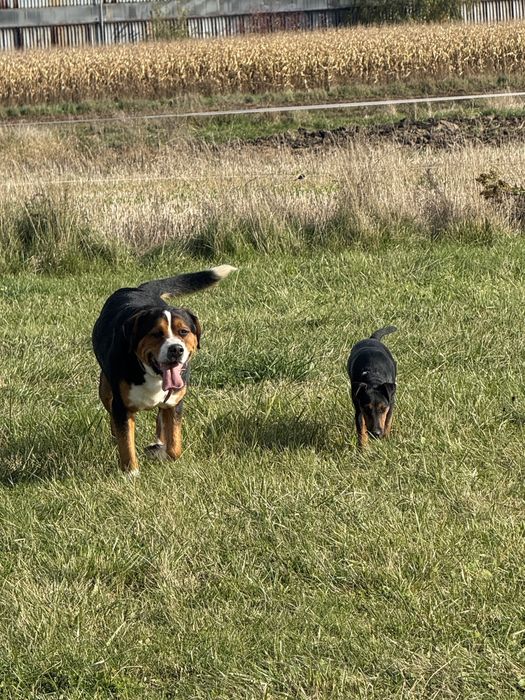 Znaleziono dwa psiaki