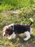 Szczenięta Beagle z rodowodem