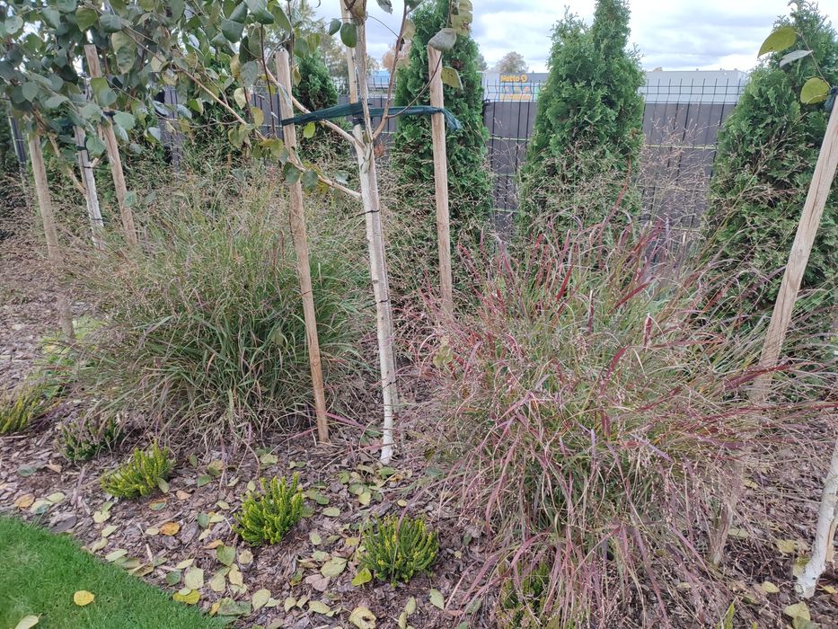 Proso rózgowate Shenandoah duże kępy