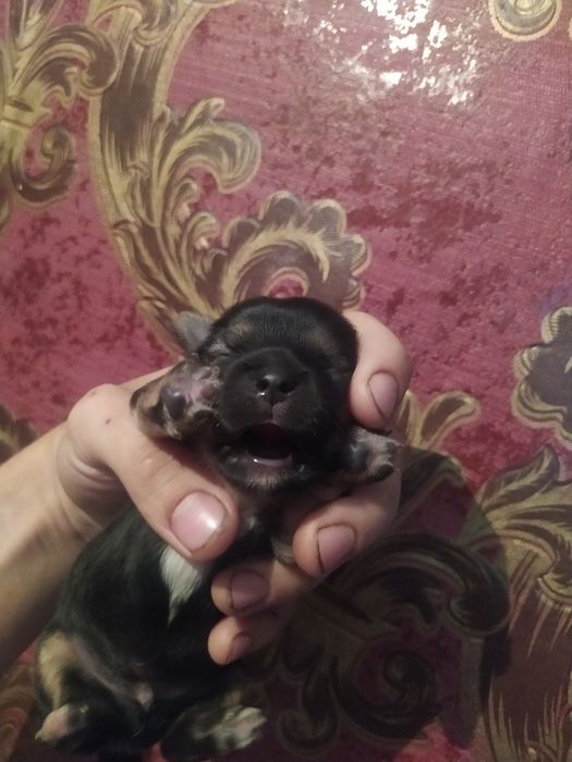 Продам щенків чихуахуа