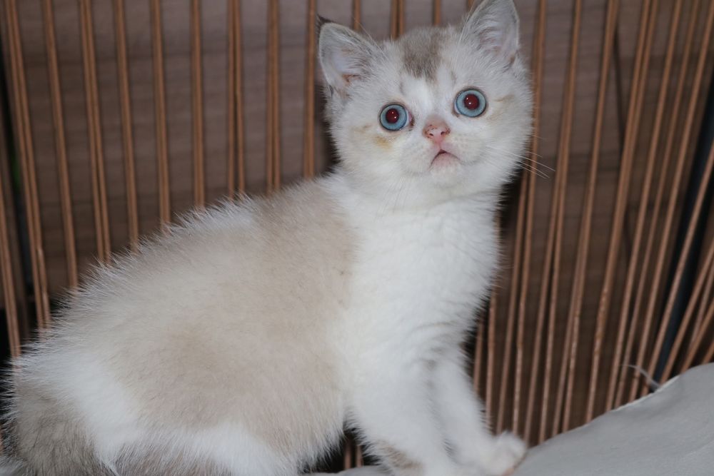 Uma gatinha scottish straight bicolor