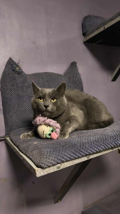 Котики из приюта,ищем семью!