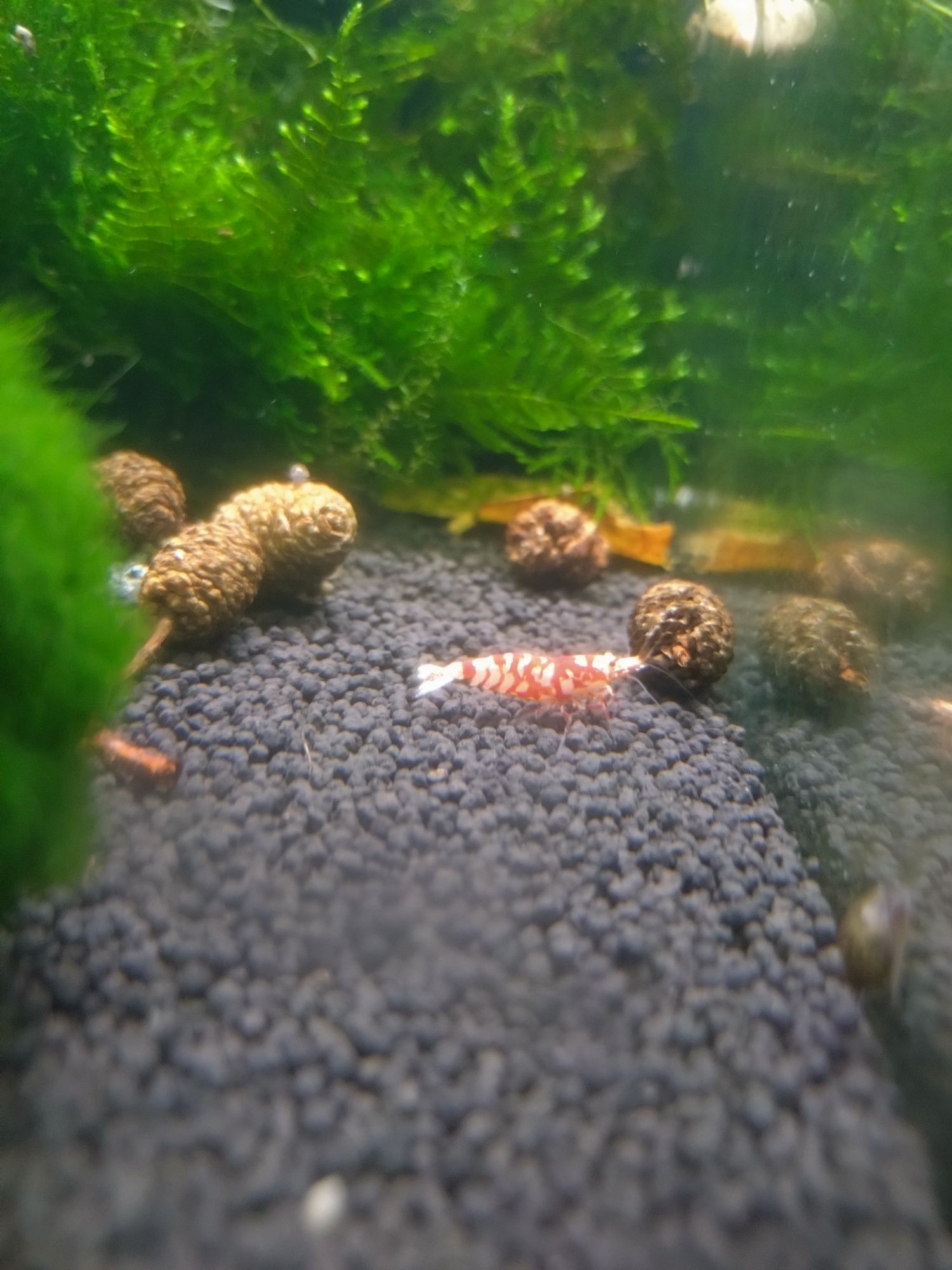 Krewetki Red fency Tiger