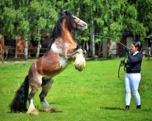 Stanówka ogierem Tinker/Gypsy Cob DUKAT, Licencja NSVT i ICS NL