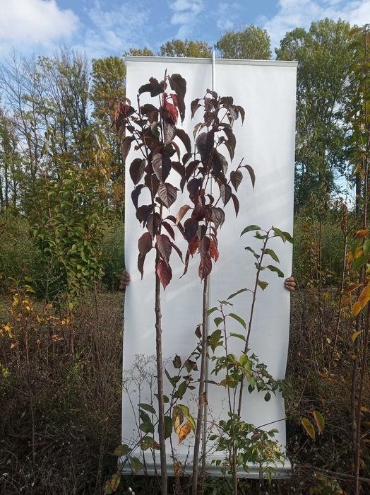 Продам саджанці сакури бургунді