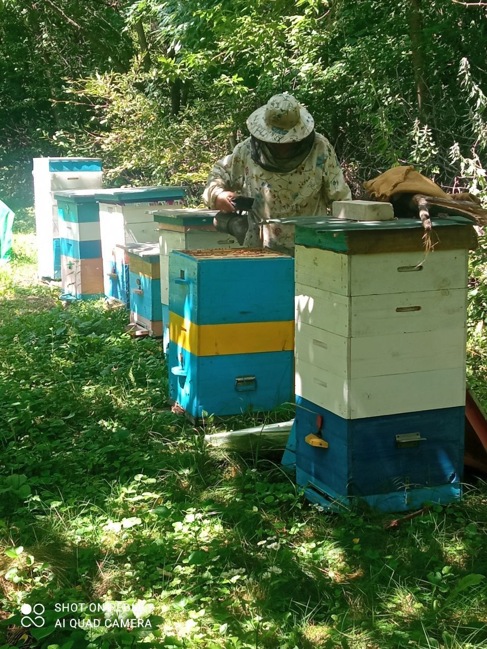Продам пчелопакети бджолопакети