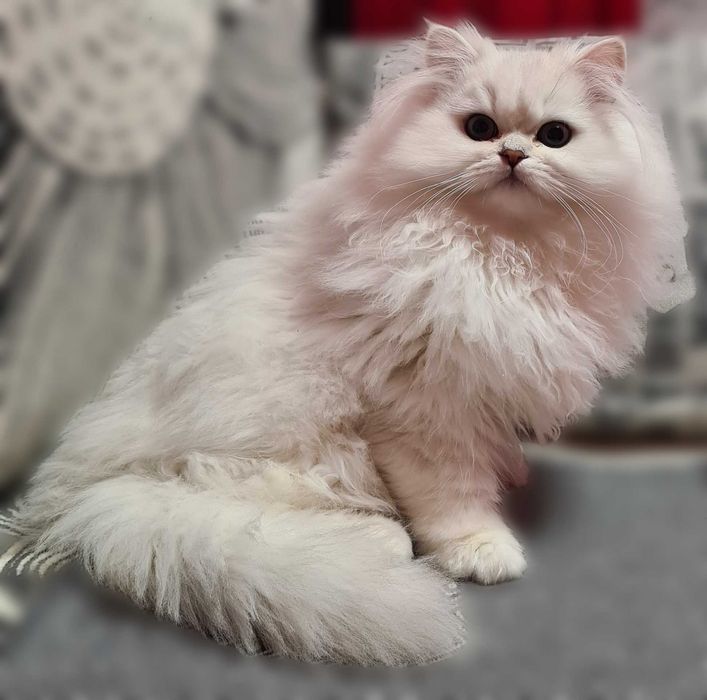 Чистокровний британський довгошерстий котик
