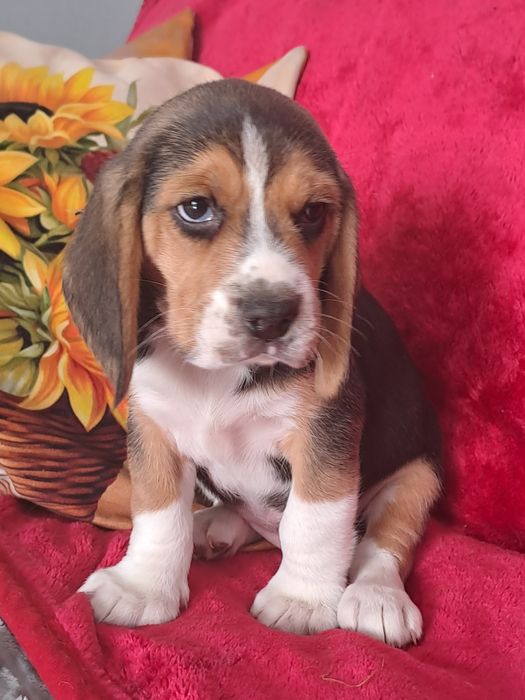 Śliczny piesek tricolor.