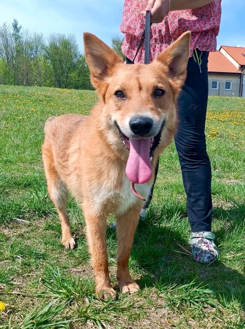 Jacuś gorąco poleca się do adopcji..