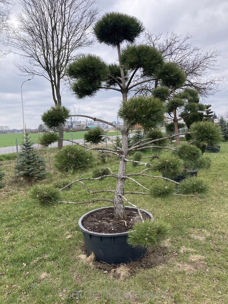 Bonsai - Sosna Czarna - Pinus Nigra - dużo gęstych "chmurek"  - 250 cm