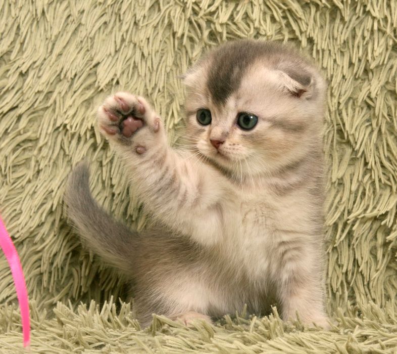 Шотландські кошенята окрас шиншила бронювання