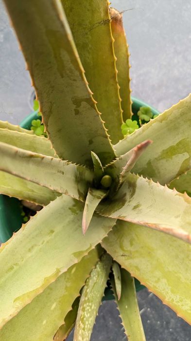 Planta Aloe Vera Barbadensis em saco ou vaso