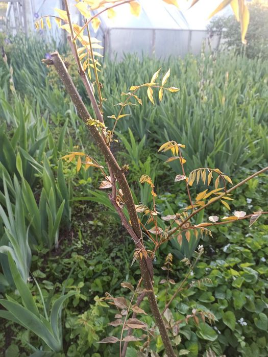 Гліцинія.          .