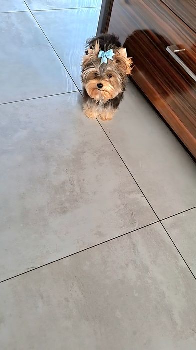 Z PASZPORTEM, mini mini Mikey, maleńki chłopiec Yorkshire terrier