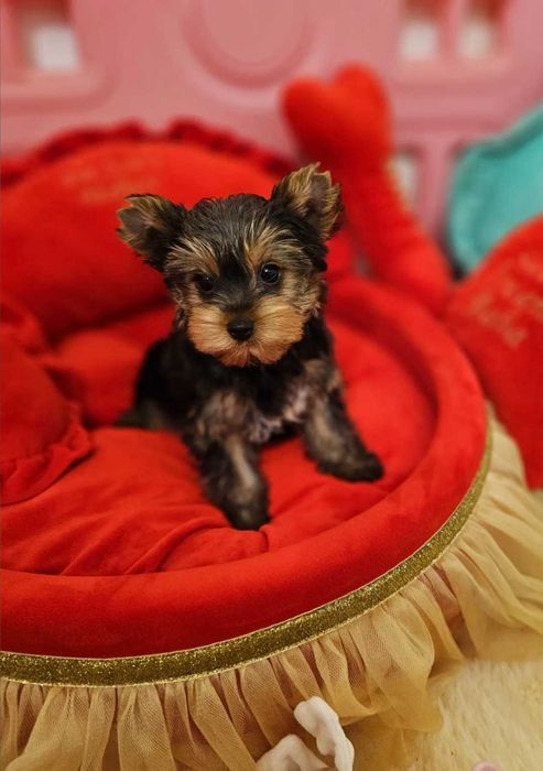 Yorkshire Terrier Macho